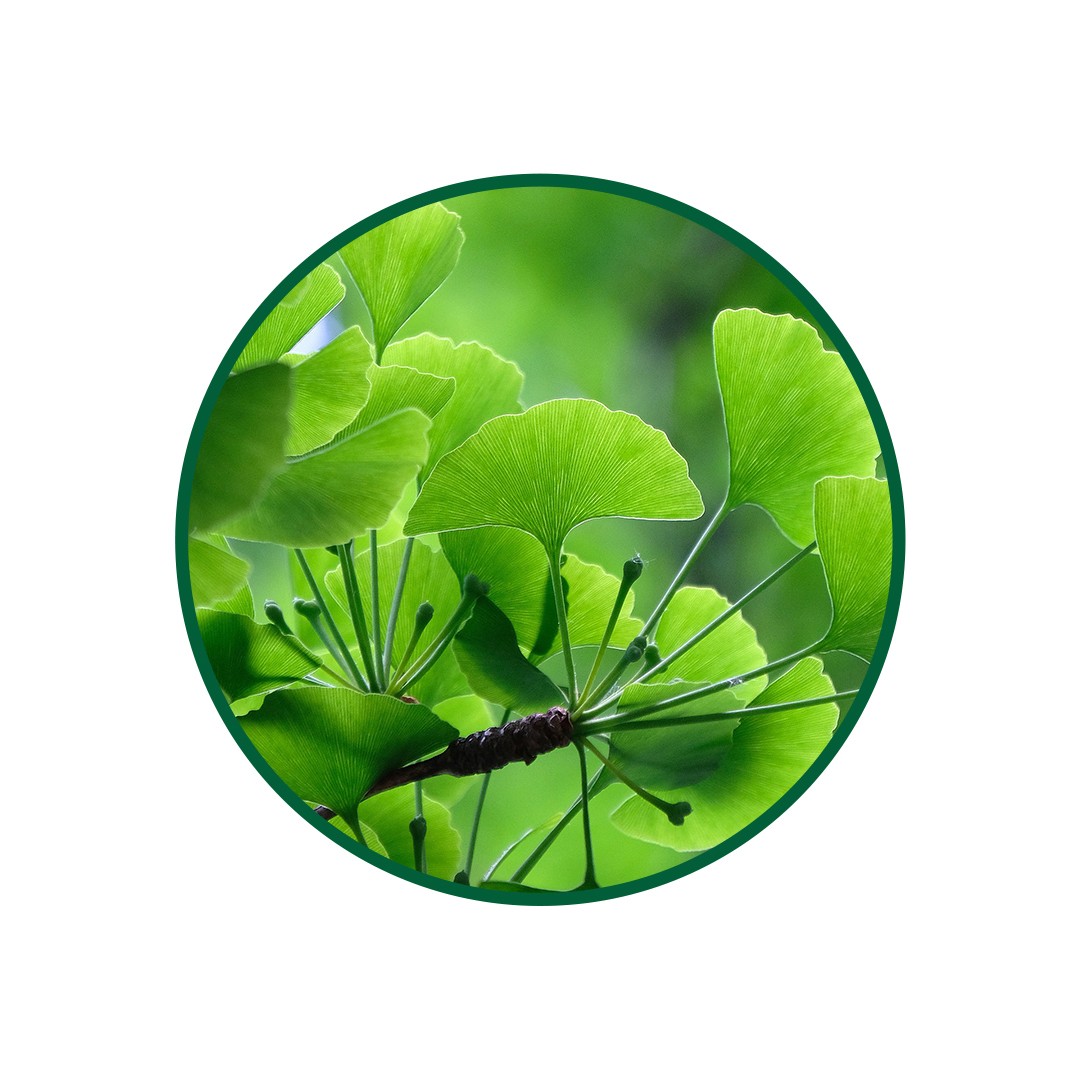 1 Kg. Ginkgo Biloba Çayi