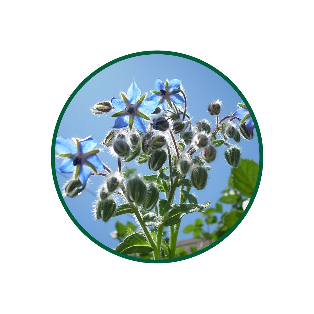 1 Kg. Hodan Çayi