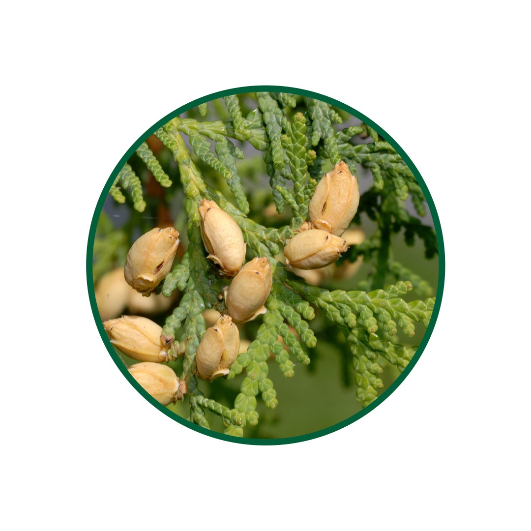 1 Kg. Mazi Çayi