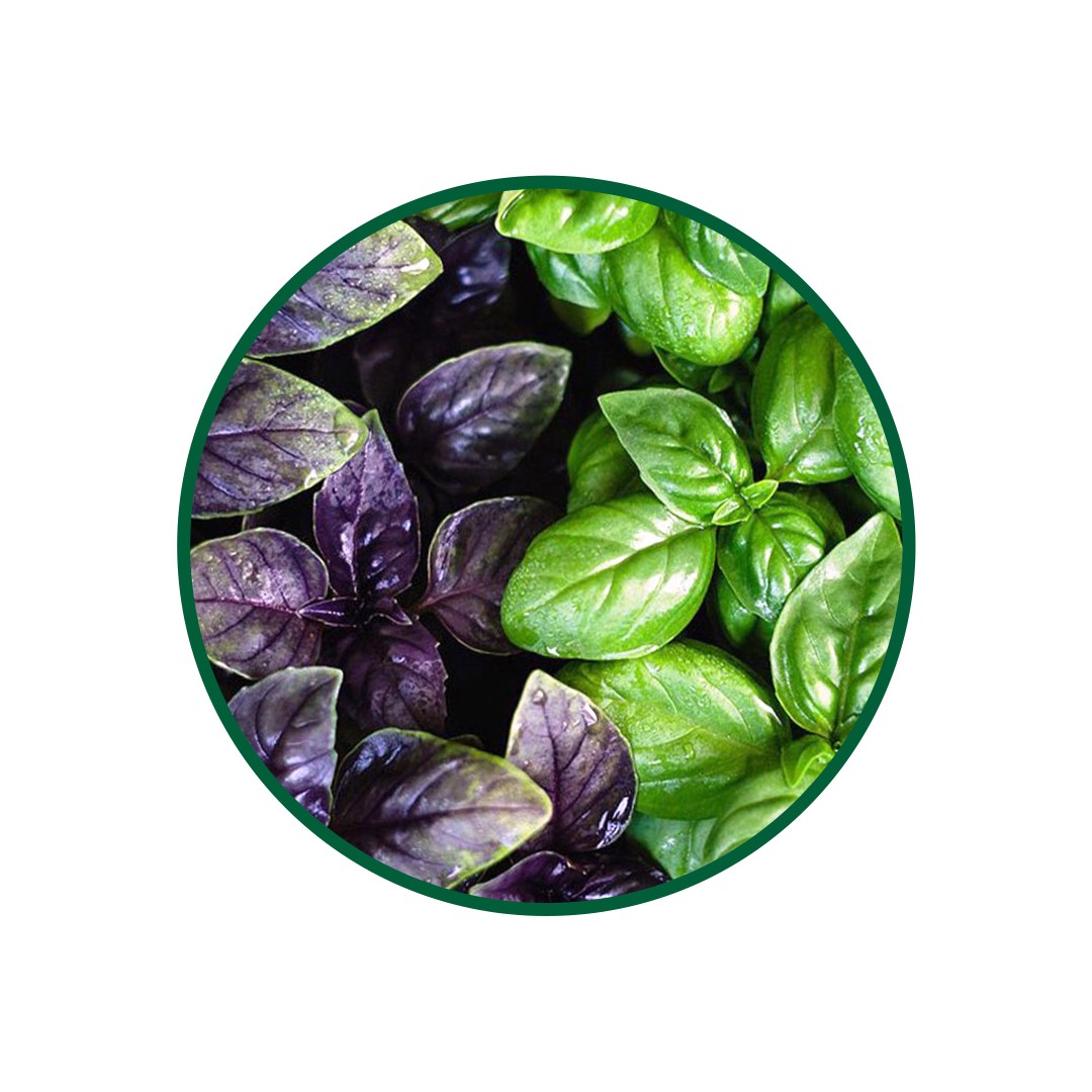 1 Kg. Reyhan Çayi