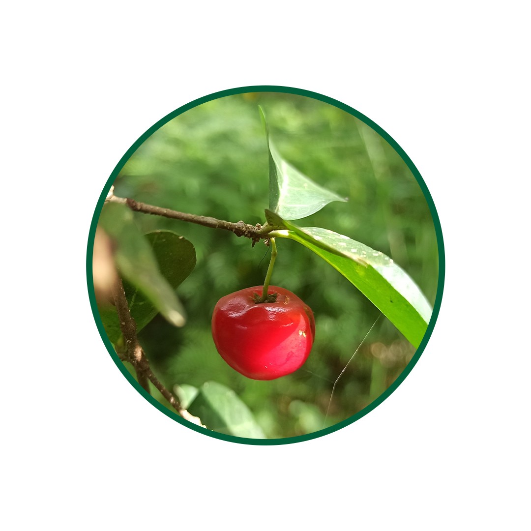 Acerola Toz Ekstresi