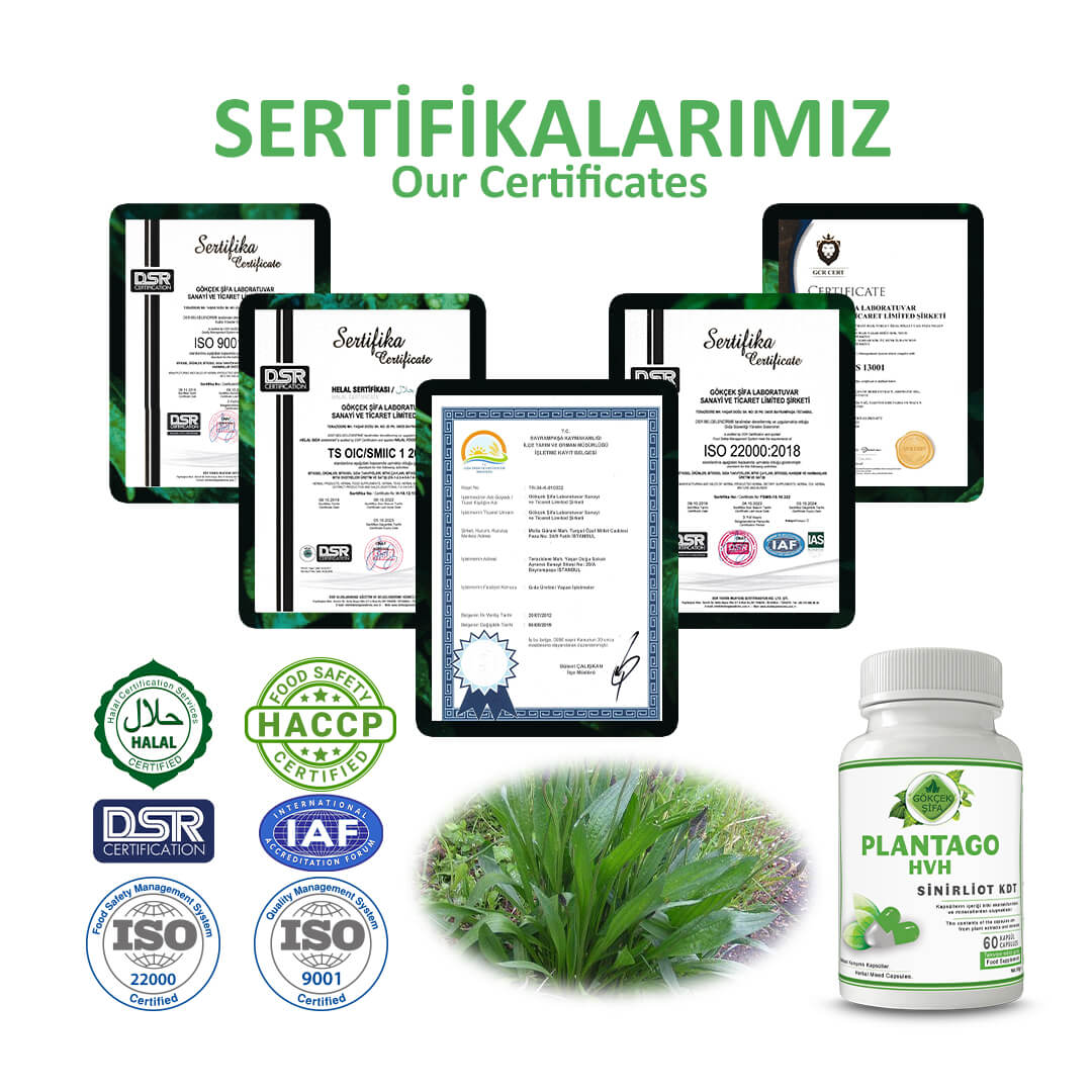 Sinirliot KDT (Plantago HVH) Kapsül - Standard - Görsel 5